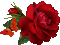 rose - Besplatni animirani GIF animirani GIF