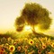sunflowers fond bp - png gratis GIF animasi