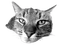 cat fun animal chat - PNG gratuit GIF animé