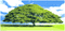 tree - Bezmaksas animēts GIF animēts GIF
