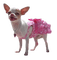Chihuahua - bezmaksas png animēts GIF