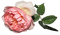 kukka fleur flower, ruusu, rose - kostenlos png Animiertes GIF