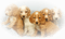 dog chien 🐶 - 免费PNG 动画 GIF