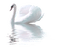 swan rox - nemokama png animuotas GIF