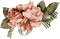minou-papricot-apricos-flower-blomma-fiori-fleur - bezmaksas png animēts GIF