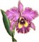 patymirabelle fleurs - Nemokamas animacinis gif animuotas GIF
