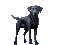 dog hund milla1959 - Бесплатный анимированный гифка анимированный гифка