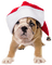 Kaz_Creations Dogs Dog  Christmas - gratis png geanimeerde GIF