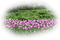 tulipanes - Free PNG Animated GIF
