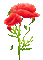 soave deco flowers poppy branch red animated - GIF animé gratuit GIF animé
