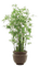 Planta - Rubicat - gratis png animerad GIF