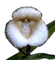 Rena Exotic Flower - png gratis GIF animado