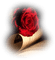 blomma röd-ros--red-rose-flower