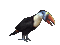 Toucan - Nemokamas animacinis gif animuotas GIF