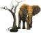 elephant bp - ücretsiz png animasyonlu GIF