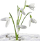 snowdrops - безплатен png анимиран GIF