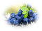blueberries bp