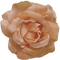 Roses dm19 - PNG gratuit GIF animé