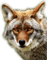coyote - nemokama png animuotas GIF