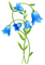 fleur bleu.Cheyenne63