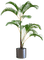 plante