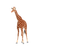 Kaz_Creations Giraffe - kostenlos png Animiertes GIF