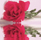 Reflet rose eau - GIF animé gratuit