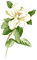 Magnolia  Bb2 - ilmainen png animoitu GIF