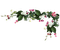 marco esquina flores dubravka4 - фрее пнг анимирани ГИФ