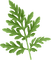 Leaf green - zadarmo png animovaný GIF