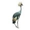 grue OISEAUX crane BIRD