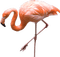 Kaz_Creations Flamingo - bezmaksas png animēts GIF