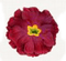 flowers katrin - bezmaksas png animēts GIF
