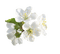 fleur flower - PNG gratuit GIF animé