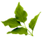 Kaz_Creations Deco Leaves Leafs  Colours - Free PNG Animated GIF