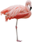 flamingo 🦩🦩 FLAMANT ROSE