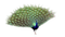 Tube Paon - безплатен png анимиран GIF