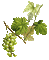 feuilles de vigne raisin  deco grapes wine leaves