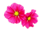 Cosmea - ilmainen png animoitu GIF