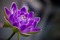 Purple flower - GIF animado grátis