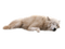 wolf - kostenlos png Animiertes GIF