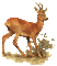 deer bp - Δωρεάν κινούμενο GIF κινούμενο GIF