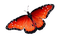 Papillon - безплатен png анимиран GIF