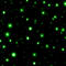 gif noir étoiles vertes - Gratis geanimeerde GIF geanimeerde GIF