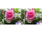 fleurs - Zdarma animovaný GIF animovaný GIF