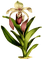Fleur Blanche.Cheyenne63 - Free PNG Animated GIF