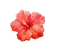 ✶ Flower {by Merishy} ✶ - bezmaksas png animēts GIF