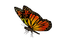 Kaz_Creations Deco Butterflies Butterfly Colours - zdarma png animovaný GIF