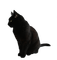 Kaz_Creations Cat Kitten - δωρεάν png κινούμενο GIF