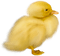 Kaz_Creations Easter Deco Chick - png gratis GIF animado